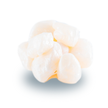 scallop